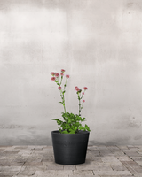 type=Greenify Udendørskrukke/color=Sort