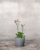 type=Greenify Udendørskrukke/color=Grå