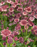 Stjerneskærm, Astrantia 'Star of Beauty' - 12 cm potte