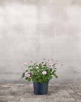 type=Ingen krukke/color=Ingen farve