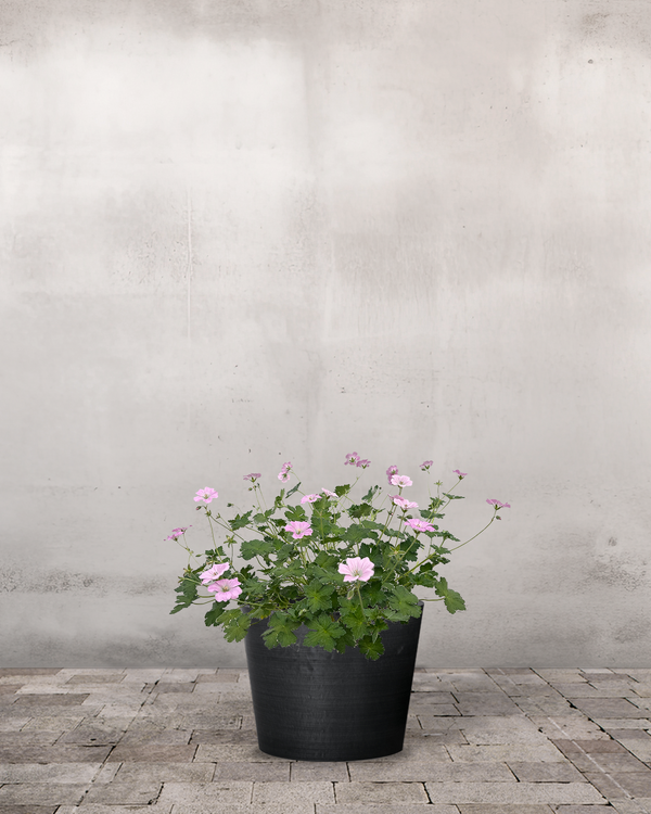 Storkenæb Geranium Hybrid 'Dreamland' - 2L potte