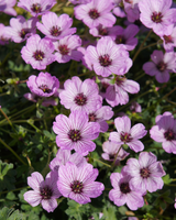 Storkenæb, Geranium cinereum 'Ballerina' – 11 cm potte