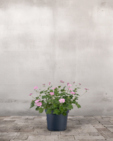 Storkenæb, Geranium Oxonainum 'Rose Clair' - 12 cm potte