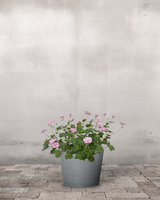 Storkenæb, Geranium Oxonainum 'Rose Clair' - 12 cm potte