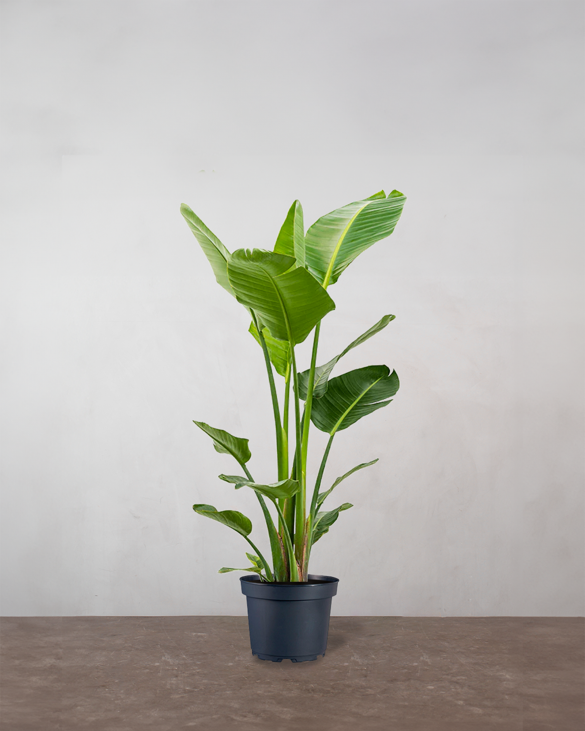 Strelitzia Nicolai 140-160 cm