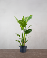 type=Ingen krukke/color=Ingen farve