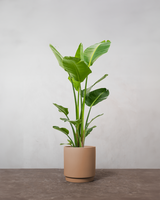 type=Simple krukke/color=Pale Terracotta