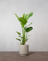 type=Simple krukke/color=Light Sand