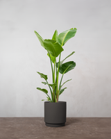 type=Simple krukke/color=Warm Black