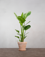 type=Terracotta krukke/color=Terracotta