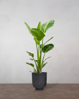 type=Vig krukke/color=Sort