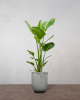 type=Glaseret krukke/color=Grå