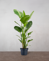 type=Ingen krukke/color=Ingen farve