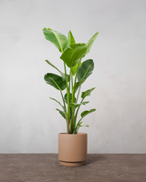 type=Simple krukke/color=Pale Terracotta