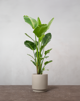 type=Simple krukke/color=Light Sand