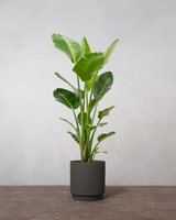 type=Simple krukke/color=Warm Black