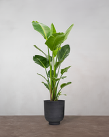 type=Vig krukke/color=Sort