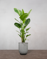 type=Glaseret krukke/color=Grå