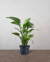 type=Ingen krukke/color=Ingen farve