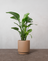 type=Simple krukke/color=Pale Terracotta