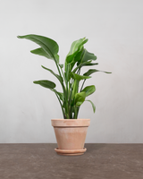 type=Terracotta krukke/color=Terracotta