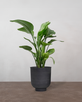 type=Vig krukke/color=Sort