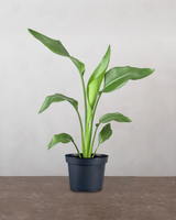 type=Ingen krukke/color=Ingen farve