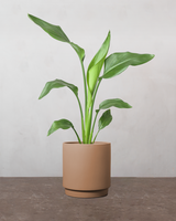 type=Simple krukke/color=Pale Terracotta