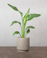 type=Simple krukke/color=Light Sand