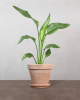 type=Terracotta krukke/color=Terracotta