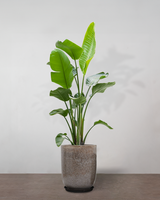 type=glaseret krukke/color=nougat