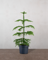 type=Ingen krukke/color=Ingen farve