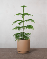 type=Simple krukke/color=Pale Terracotta