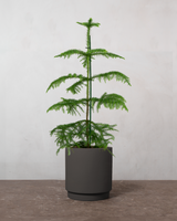 type=Simple krukke/color=Warm Black