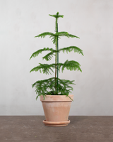 type=Terracotta krukke/color=Terracotta