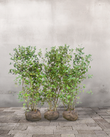 Surbær, Aronia melanocarpa, Topkvalitet Færdighæk