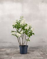 type=Ingen krukke/color=Ingen farve