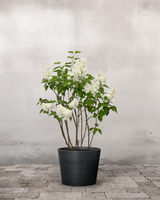 type=Greenify Udendørskrukke/color=Sort