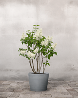 type=Greenify Udendørskrukke/color=Grå