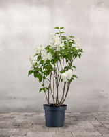 type=Ingen krukke/color=Ingen farve