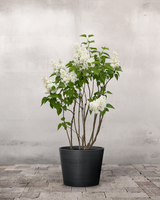 type=Greenify Udendørskrukke/color=Sort