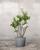 type=Greenify Udendørskrukke/color=Grå