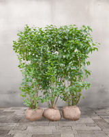 Syren, Syringa Vulgaris 'Alba', Topkvalitet Færdighæk