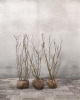 Syren, Syringa Vulgaris 'Alba', Topkvalitet Færdighæk