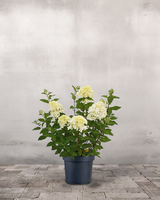 type=Ingen krukke/color=Ingen farve