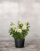 type=Greenify Udendørskrukke/color=Sort