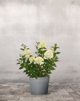 type=Greenify Udendørskrukke/color=Grå