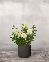 type=Simple krukke/color=Warm Black