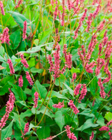 Tæppet pileurt, Persicaria amplex. 'J. S. Caliente' - 13 cm potte