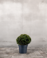 type=Ingen krukke/color=Ingen farve